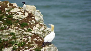 Bempton Kayalıkları İngiltere 'nin Bempton şehrinde bir doğa koruma alanıdır. Orada, diğer şeylerin yanı sıra, sümsük kuşları, martılar, jilet gagalı gagalar, yaygın gilemot, siyah bacaklı kedi yavrusu ve Fulmar kuş cinsi.