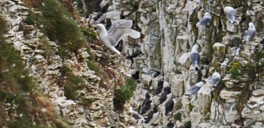 Bempton Kayalıkları İngiltere 'nin Bempton şehrinde bir doğa koruma alanıdır. Orada, diğer şeylerin yanı sıra, sümsük kuşları, martılar, jilet gagalı gagalar, yaygın gilemot, siyah bacaklı kedi yavrusu ve Fulmar kuş cinsi.