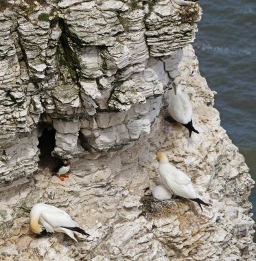 Bempton Kayalıkları İngiltere 'nin Bempton şehrinde bir doğa koruma alanıdır. Orada, diğer şeylerin yanı sıra, sümsük kuşları, martılar, jilet gagalı gagalar, yaygın gilemot, siyah bacaklı kedi yavrusu ve Fulmar kuş cinsi.