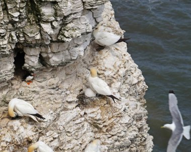 Bempton Kayalıkları İngiltere 'nin Bempton şehrinde bir doğa koruma alanıdır. Orada, diğer şeylerin yanı sıra, sümsük kuşları, martılar, jilet gagalı gagalar, yaygın gilemot, siyah bacaklı kedi yavrusu ve Fulmar kuş cinsi.