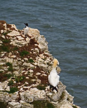 Bempton Kayalıkları İngiltere 'nin Bempton şehrinde bir doğa koruma alanıdır. Orada, diğer şeylerin yanı sıra, sümsük kuşları, martılar, jilet gagalı gagalar, yaygın gilemot, siyah bacaklı kedi yavrusu ve Fulmar kuş cinsi.