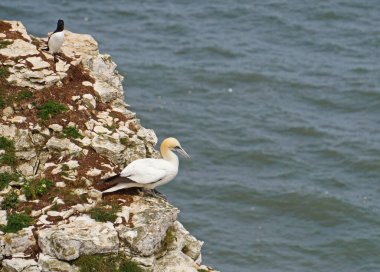 Bempton Kayalıkları İngiltere 'nin Bempton şehrinde bir doğa koruma alanıdır. Orada, diğer şeylerin yanı sıra, sümsük kuşları, martılar, jilet gagalı gagalar, yaygın gilemot, siyah bacaklı kedi yavrusu ve Fulmar kuş cinsi.