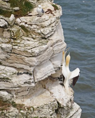 Bempton Kayalıkları İngiltere 'nin Bempton şehrinde bir doğa koruma alanıdır. Orada, diğer şeylerin yanı sıra, sümsük kuşları, martılar, jilet gagalı gagalar, yaygın gilemot, siyah bacaklı kedi yavrusu ve Fulmar kuş cinsi.