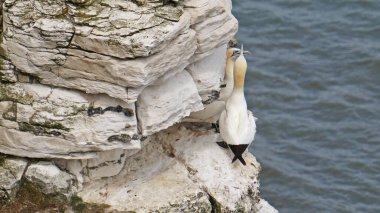 Bempton Kayalıkları İngiltere 'nin Bempton şehrinde bir doğa koruma alanıdır. Orada, diğer şeylerin yanı sıra, sümsük kuşları, martılar, jilet gagalı gagalar, yaygın gilemot, siyah bacaklı kedi yavrusu ve Fulmar kuş cinsi.