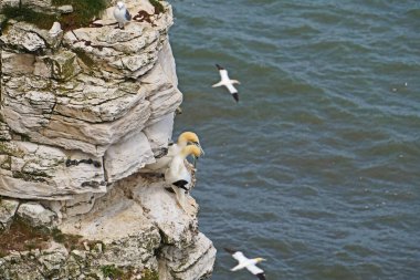 Bempton Kayalıkları İngiltere 'nin Bempton şehrinde bir doğa koruma alanıdır. Orada, diğer şeylerin yanı sıra, sümsük kuşları, martılar, jilet gagalı gagalar, yaygın gilemot, siyah bacaklı kedi yavrusu ve Fulmar kuş cinsi.