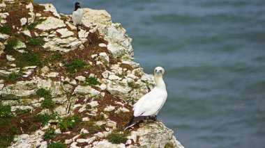 Bempton Kayalıkları İngiltere 'nin Bempton şehrinde bir doğa koruma alanıdır. Orada, diğer şeylerin yanı sıra, sümsük kuşları, martılar, jilet gagalı gagalar, yaygın gilemot, siyah bacaklı kedi yavrusu ve Fulmar kuş cinsi.