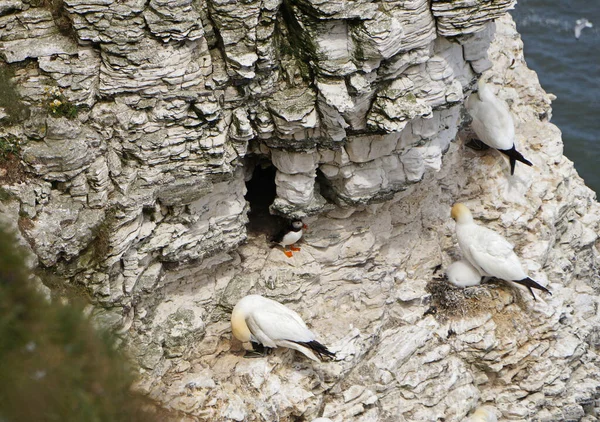 Bempton Cliffs Nature Reserve Bempton England Other Things Gannets Puffins — Stock Photo, Image