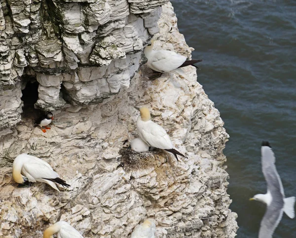 Bempton Cliffs Adalah Cagar Alam Bempton Inggris Sana Antara Lain — Stok Foto