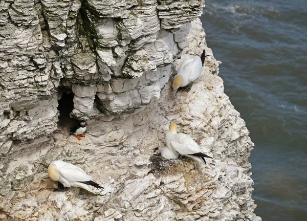 Bempton Cliffs Nature Reserve Bempton England Other Things Gannets Puffins — Stock Photo, Image