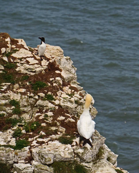 Bempton Cliffs Nature Reserve Bempton England Other Things Gannets Puffins — Stock Photo, Image