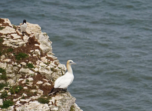 Bempton Cliffs Nature Reserve Bempton England Other Things Gannets Puffins — Stock Photo, Image