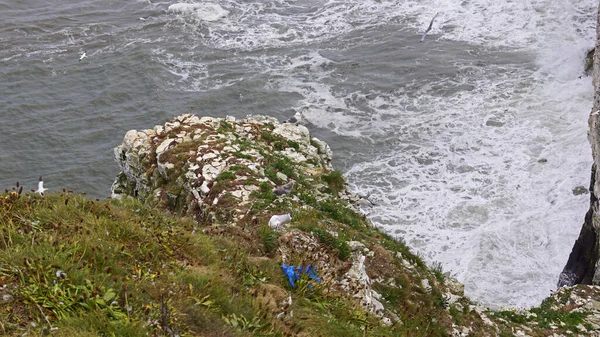 Bempton Cliffs Jest Rezerwatem Przyrody Bempton Anglii Nie Między Innymi — Zdjęcie stockowe