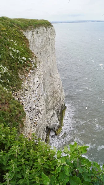 Bempton Cliffs Een Natuurreservaat Bempton Engeland Onder Andere Gannetten Papegaaiduikers — Stockfoto