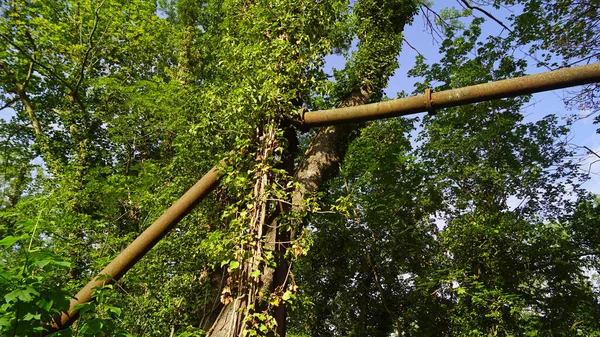 Stary Pomost Przy Młynie Rzece Saalein Halle Saale Niemczech — Zdjęcie stockowe