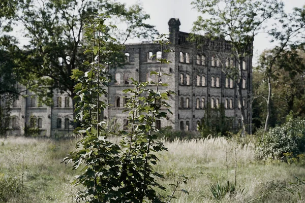 Zřícenina Skladovací Budovy Mlýnského Komplexu Boellberg Halle Německu — Stock fotografie