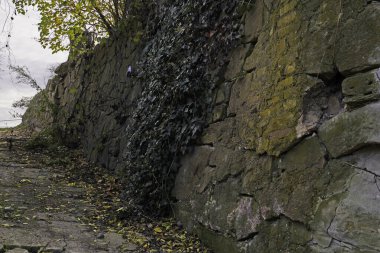 Almanya 'da Halle Saale' de sarmaşıklı kaya duvar