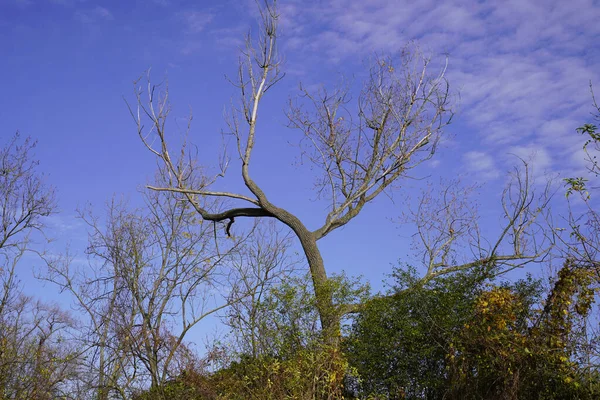 Drzewo Jesienią Halle Saale Niemczech — Zdjęcie stockowe