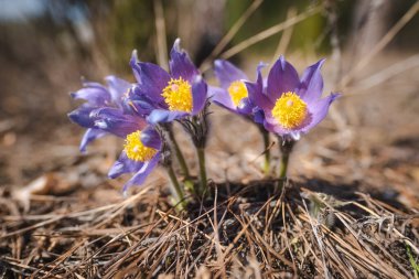 Uyku Çimi. Rüzgâr Çiçeği (Pulsatilla Patens). İlk spri