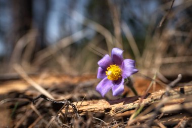 Uyku Çimi. Rüzgâr Çiçeği (Pulsatilla Patens). İlk spri