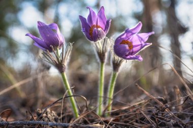 Uyku Çimi. Rüzgâr Çiçeği (Pulsatilla Patens). İlk spri