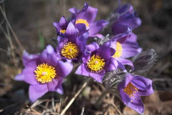 stock image Sleep-Grass. Flowers Wind-Flower (Pulsatilla Patens). First spri