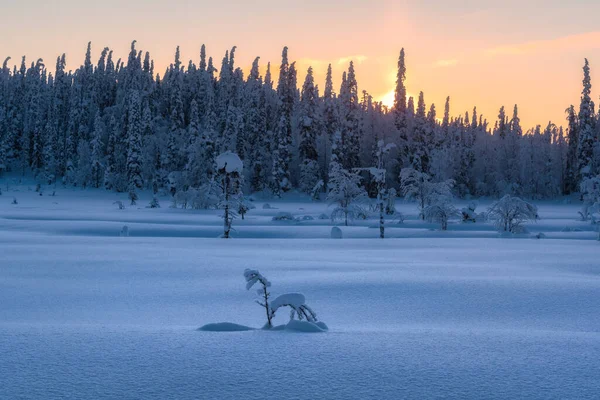 Зимний Арктический Пейзаж Зимний Полярный Лес Рассвете Паанаяре — стоковое фото