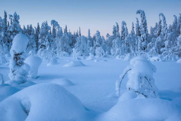Зимний Арктический Пейзаж Зимний Полярный Лес Деревья Покрытые — стоковое фото