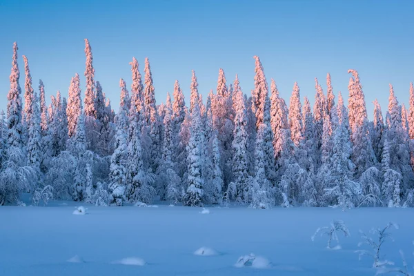 Зимний Арктический Пейзаж Зимний Полярный Лес Рассвете Паанаяре — стоковое фото