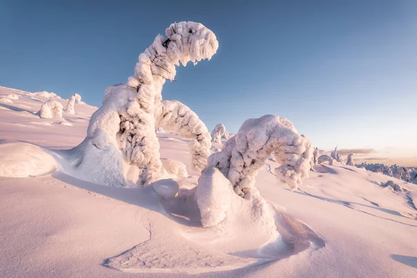 Snow sculptures of the Arctic. Snow-covered trees on the mountai