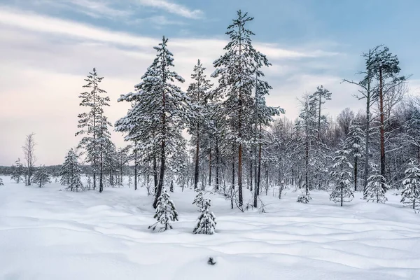 Зимний Снежный Пейзаж Заснеженные Ели Замерзшей Роще — стоковое фото