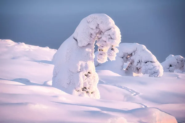 Snow sculptures of the Arctic. Snow-covered trees on the mountai