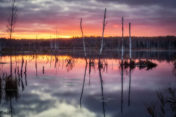 Herbstmorgen Einem Sumpf Inmitten Eines Überfluteten Waldes — Stockfoto