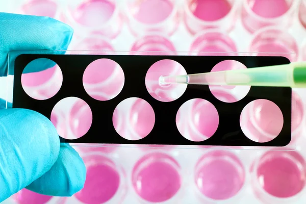 Scientist works with the microscope slide in lab — Stock Photo, Image