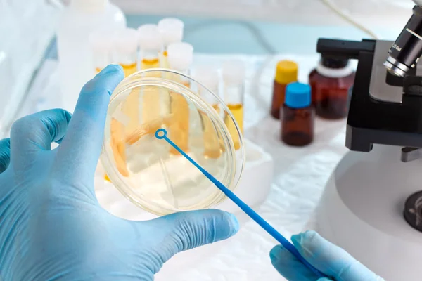 Técnico de laboratório segurando uma placa de Petri — Fotografia de Stock