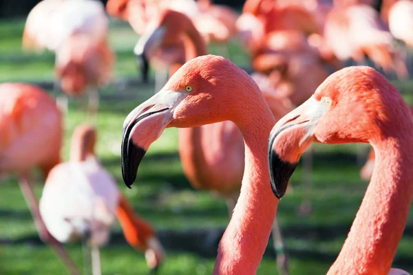 Flamingo. Phoenicopterus ruber