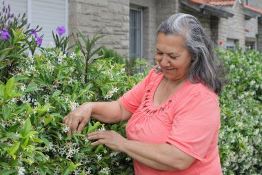 Güler yüzlü, yıldız yasemin bitkileriyle ilgilenen, yeşil yapraklara ve çiçeklere dokunan kıdemli bir kadın, gün ışığında bir konutun yakınında..