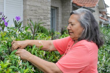 Güler yüzlü, yıldız yasemin bitkileriyle ilgilenen, yeşil yapraklara ve çiçeklere dokunan kıdemli bir kadın, gün ışığında bir konutun yakınında..
