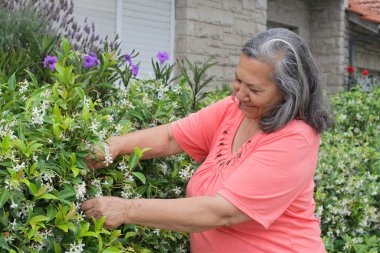 Güler yüzlü, yıldız yasemin bitkileriyle ilgilenen, yeşil yapraklara ve çiçeklere dokunan kıdemli bir kadın, gün ışığında bir konutun yakınında..