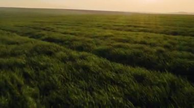 Gün batımında güzel buğday tarlasında alçak drone atışı. Yüksek kalite 4k görüntü