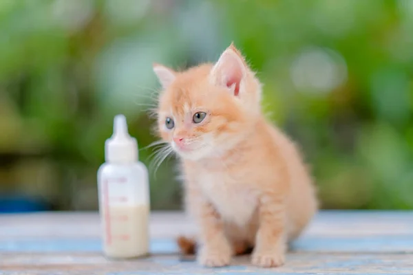 Piccolo Gattino Rosso Mangia Cibo Bambini Una Bottiglia Seduta Tavolo — Foto Stock