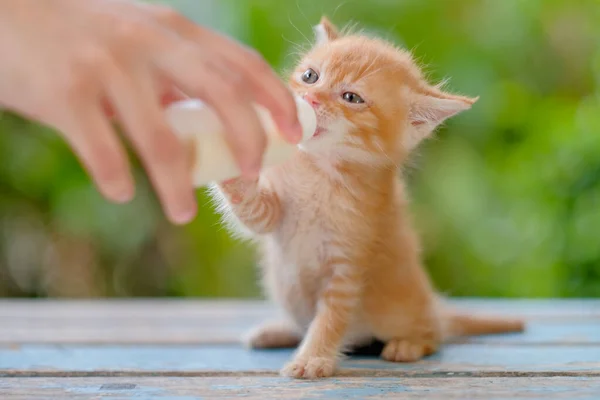 Küçük kırmızı bir kedi yavrusu, arka planı bulanık, ahşap bir masada oturan bir şişeden bebek maması yiyor.