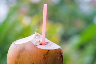 İçmeye hazır samanlı genç hindistan cevizi