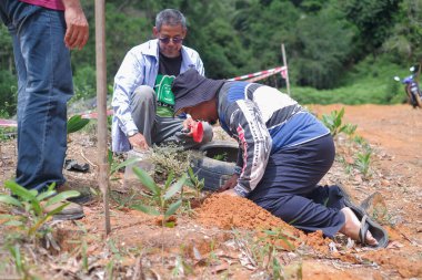 Muadzam Şah, Malezya - 22 Kasım 2020: Göl kıyısındaki ağaç dikmede birbirine yardım eden sakinler. İnsanlar peyzaj işleri yapıyor.