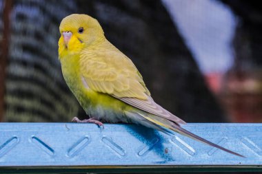 Kafesteki sevimli renkli aşk kuşu. .