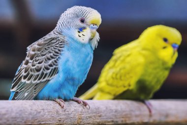 Sevimli renkli aşk kuşu ailesi kafeste eğleniyor..