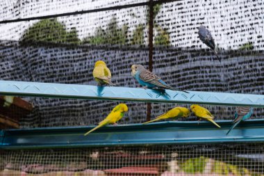 Sevimli renkli aşk kuşu ailesi kafeste eğleniyor..