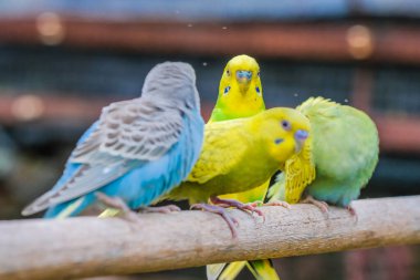 Sevimli renkli aşk kuşu ailesi kafeste eğleniyor..