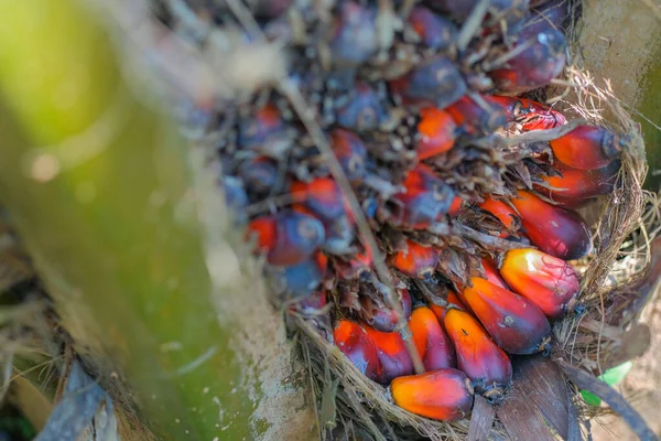 Palmölfrüchte Auf Baum Garten — Stockfoto