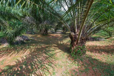 Olgunlaşmış palmiye meyvesi ağacından düştü..