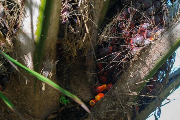 Palmölfrüchte Auf Baum Garten — Stockfoto